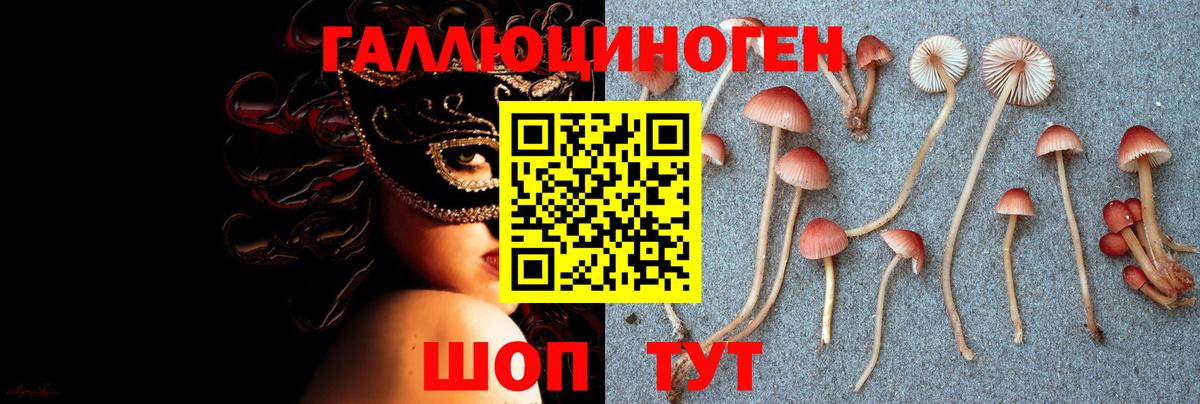 Курчалой  как найти наркотики  Вход с VPN  Галлюциногенные грибы MAGIC MUSHROOMS 