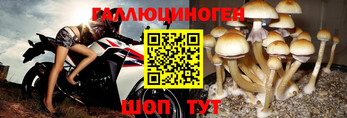 Галлюциногенные грибы GOLDEN TEACHER Курчалой
